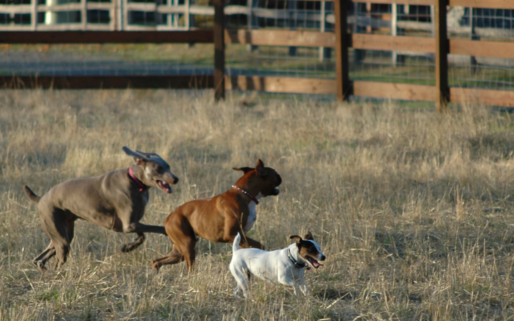 Dogs running in off-leash park
