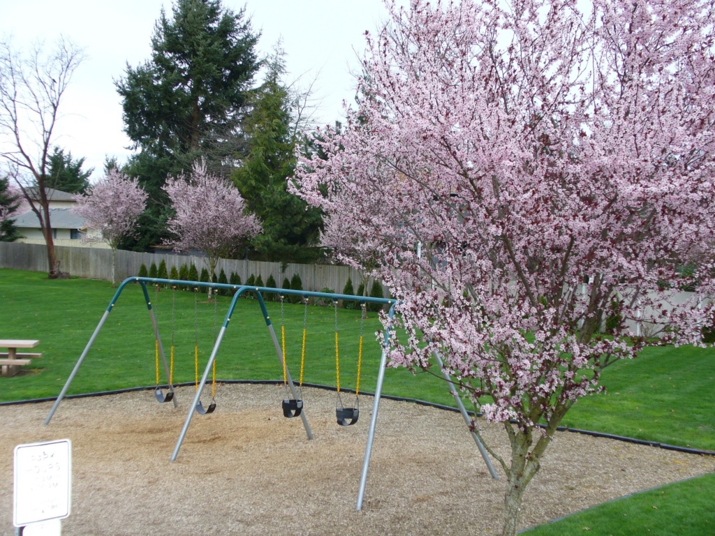 A blooming cherry tree next to the swingset at Oakbrook park. 
