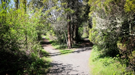 A fork in the road trail in Fort Steilacoom Park in Lakewood, WA with a wide dirt patch splitting left and right into two smaller paths lined by bright green grass and newly budding trees with bright green leaves.