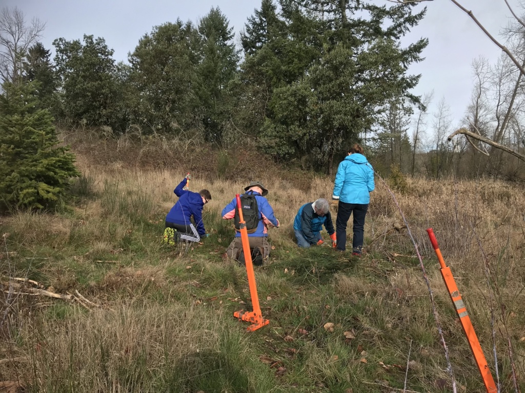 volunteers work at Fort Steilacoom Park