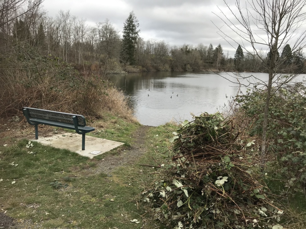 invasive plants removed from around Waughop Lake