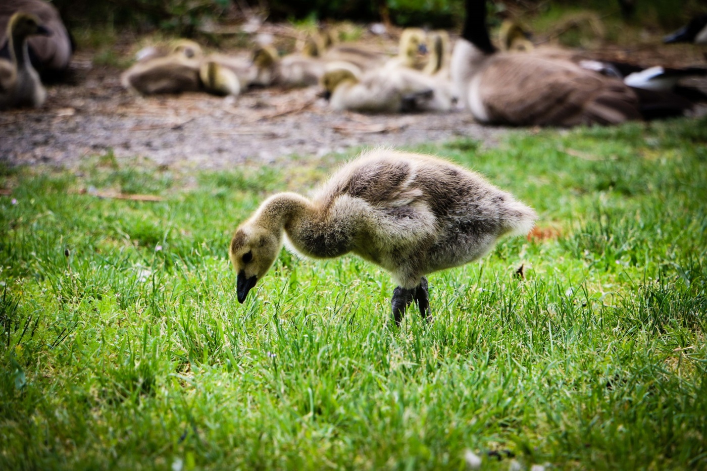 A gosling on the grass in front of Waughop Lake in Fort Steilacoom Park in Lakewood, WA