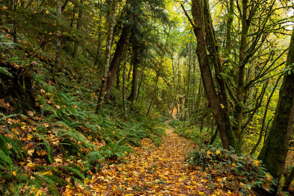 Leaves cover a trail going through a dense wooded area. 