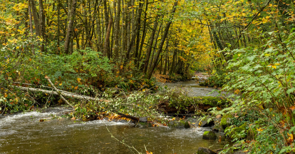 A picture of a stream, Chambers Creek, in Lakewood.