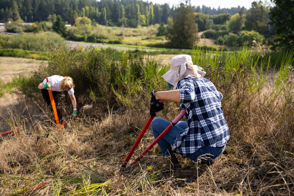 Volunteers cut weeds in a field.