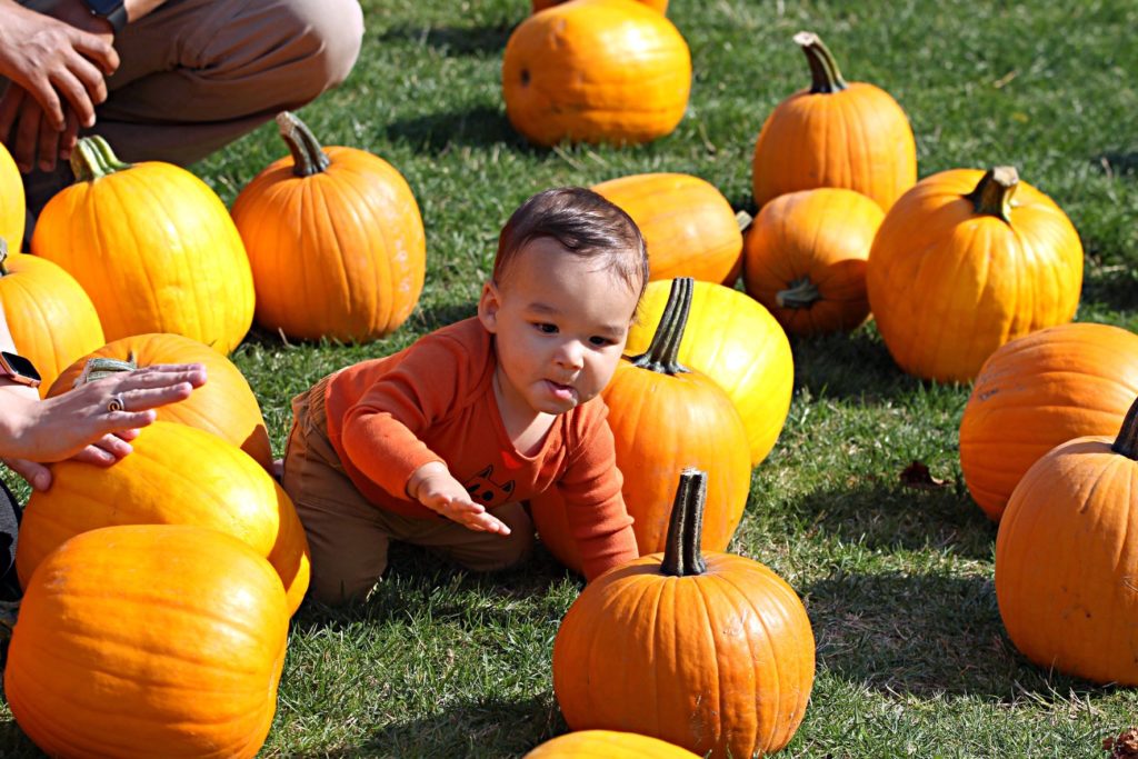 A young child crawling between pumpkins at Lakewood's Truck & Tractor Day