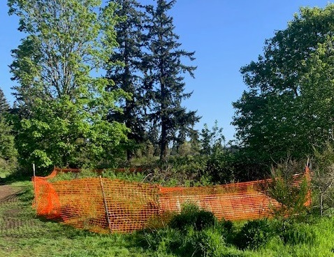 A section of poison hemlock roped off at the Fort Steilacoom Park off-leash dog park in Lakewood, WA.