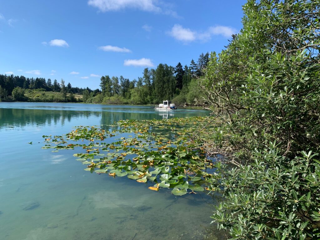 An image of Waughop Lake in Lakewood, WA with a boat in the distance, blue skies overhead, lake vegetation in the foreground and clear water.