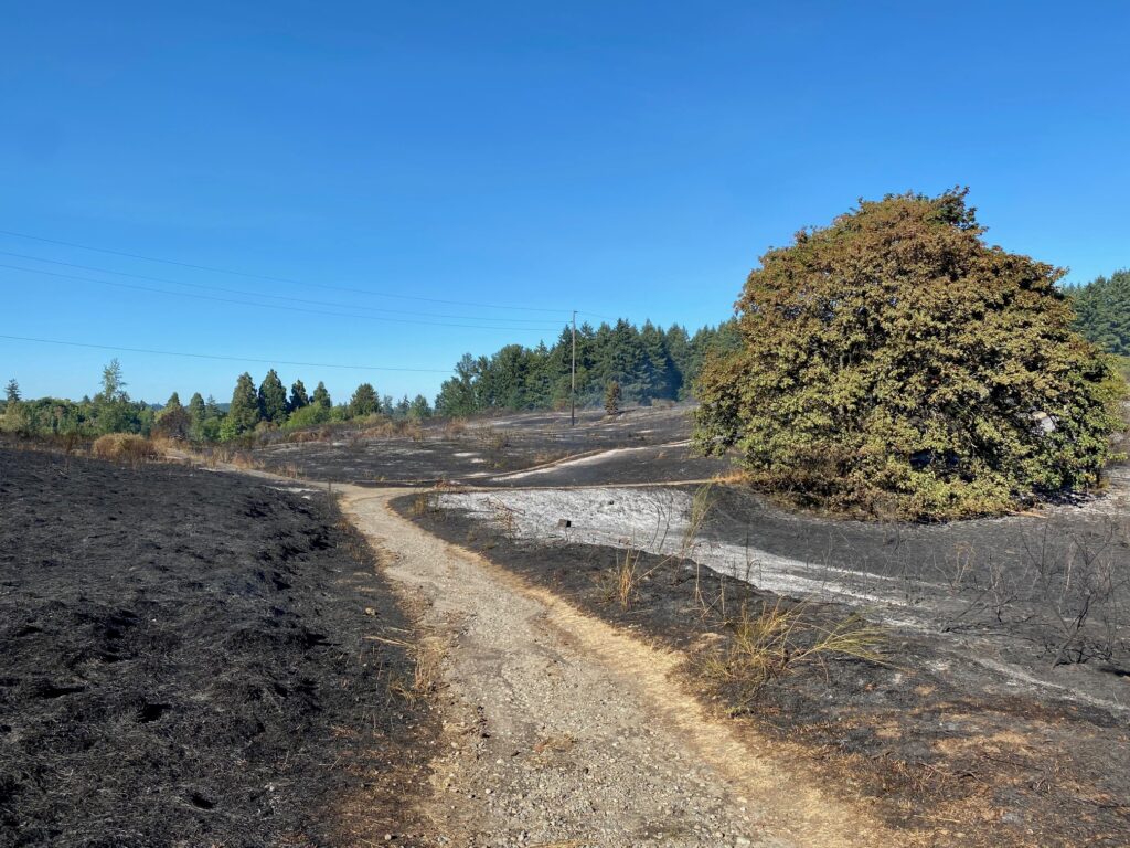 Burned earth with a large tree on the right and walking paths are what remain after a brush fire overtook Fort Steilacoom Park near Waughop Lake on Aug. 16, 2023