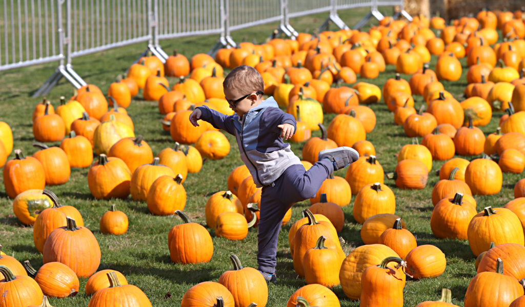 Un tout-petit danse dans un champ de citrouilles.