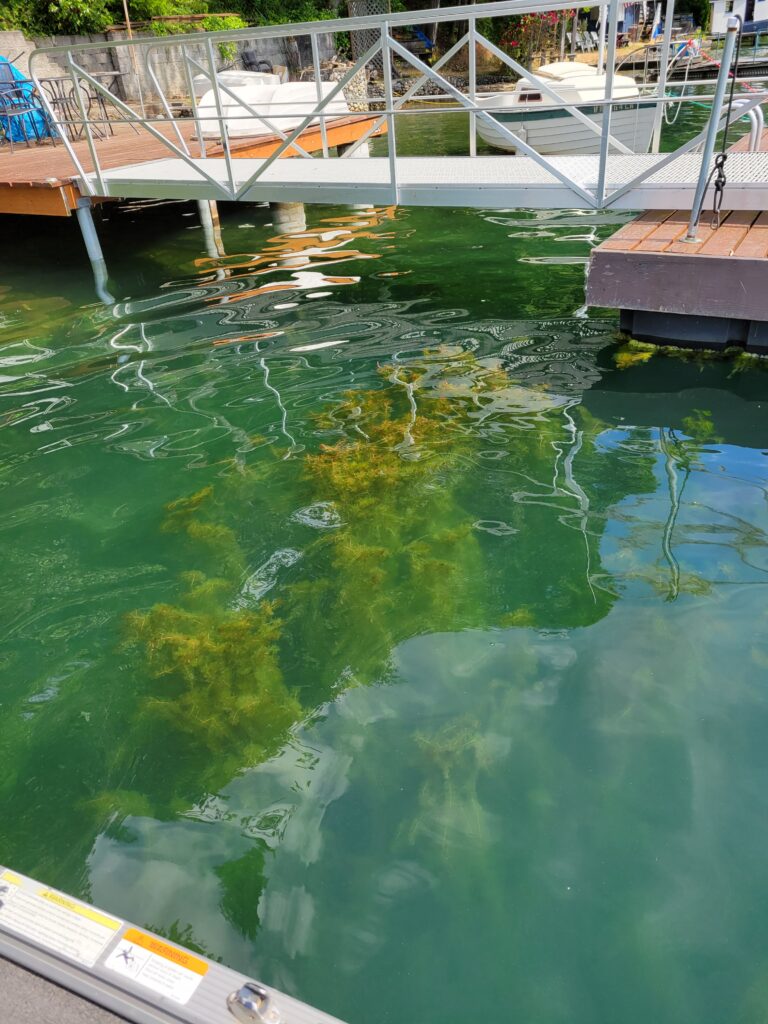 Large milfoil bloom under a dock at American Lake. The water is very green. 