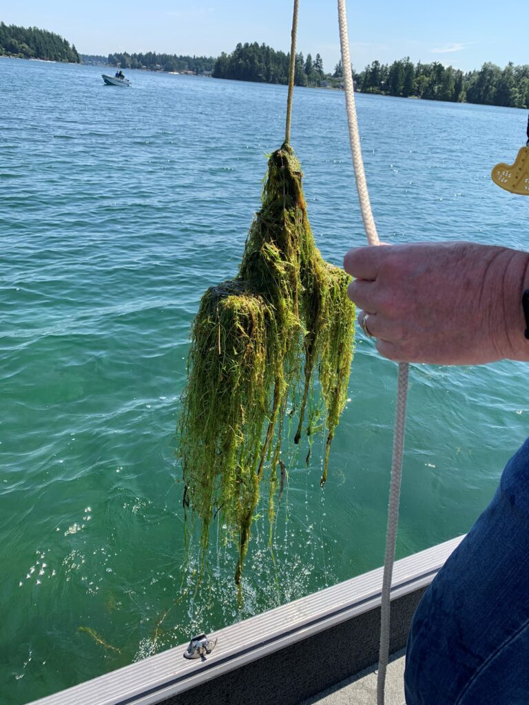 Large amount of milfoil hanging on a rope being held up by a man out of shot.