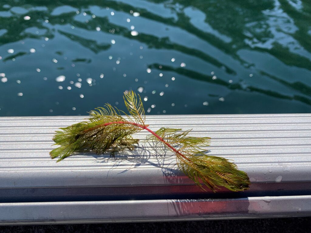 A piece of invasive milfoil rests on the edge of a boat. 