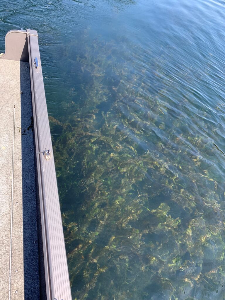 A large group of milfoil plants growing under the water.