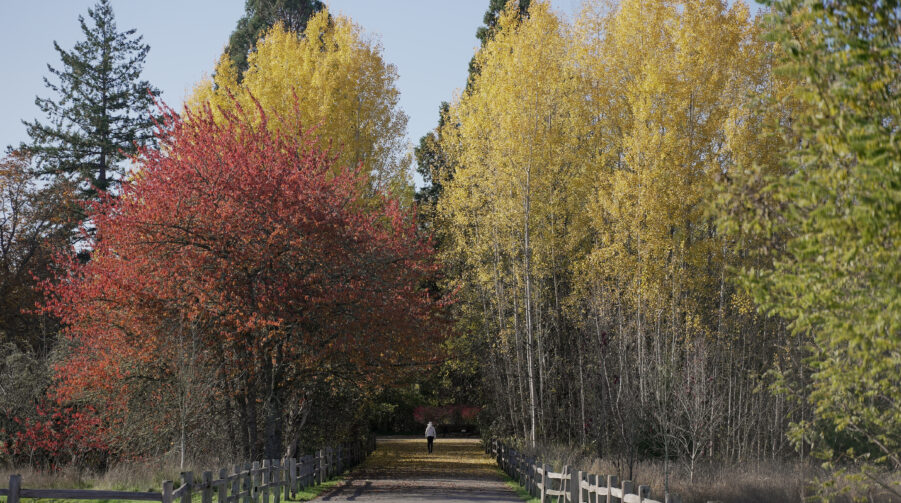 Straight shot of paved trail. On left side is red tree turning colors for fall and on right side are yellow trees.