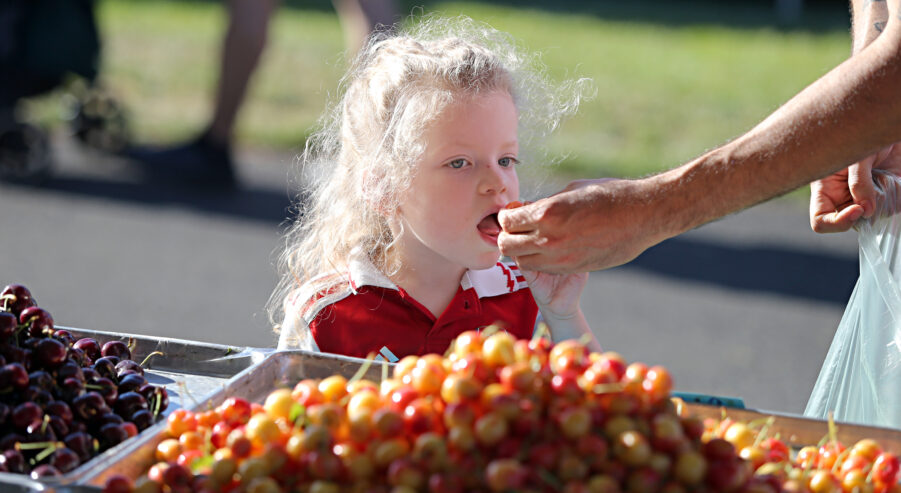 A young girl takes a bite of a cherry out of the hand of an adult