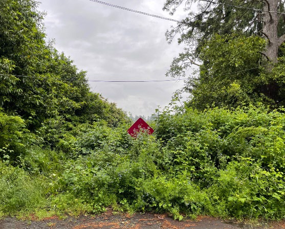 Westlake Avenue SW overgrown street end with vegetation and Lake Steilacoom in the background