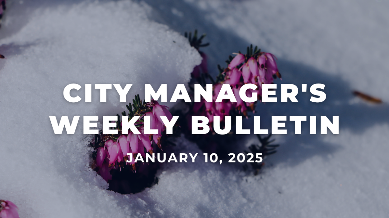 A close up image of a pink heather plant with snow covering it. White text over the image reads City Manager's Weekly Bulletin January 10, 2025.