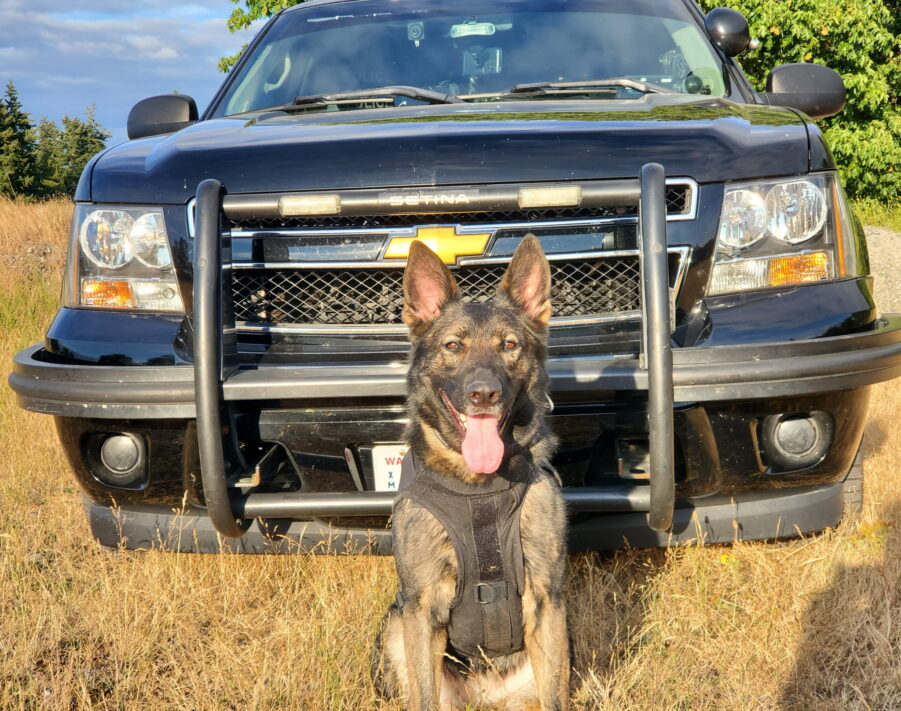 K9 Kona, a German Shepherd, poses in front of a police SUV while wearing a bullet proof vest.