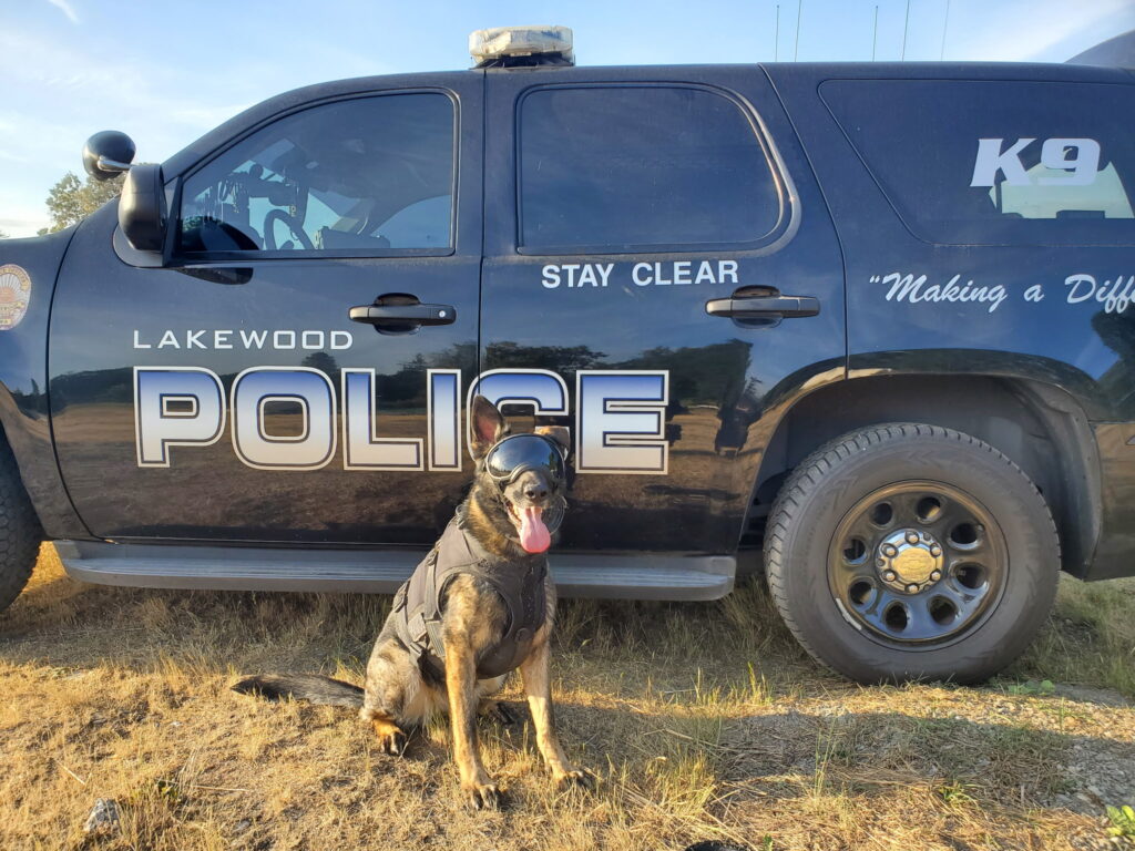 K9 Officer Kona poses in front of a Lakewood Police SUV. She is wearing her bullet proof vest and special eye goggles that keep UV rays out of her eyes.