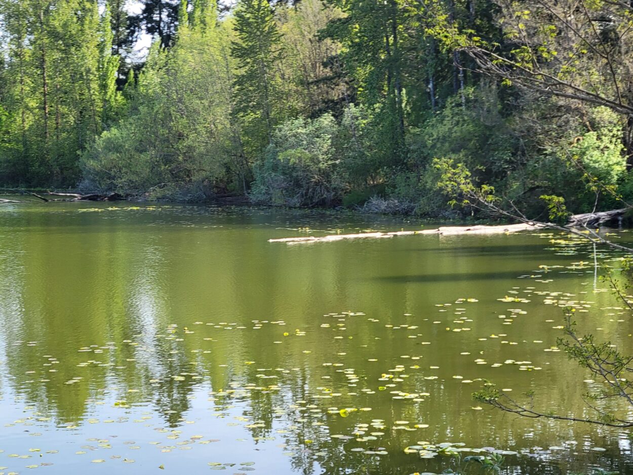 O se ata o le Vaituloto o Waghop na pueina ia Aperila 30, 2025. Ua amata ona matala tamai lili i luga o le vai e lanu lanumeamata ona o le fuga o algae e le oona.