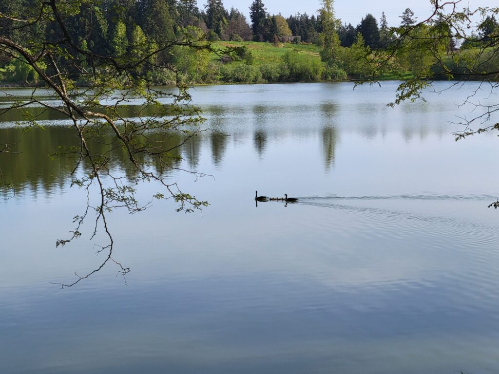 Two birds float across Waughop Lake in Fort Steilacoom Park on April 30, 2025