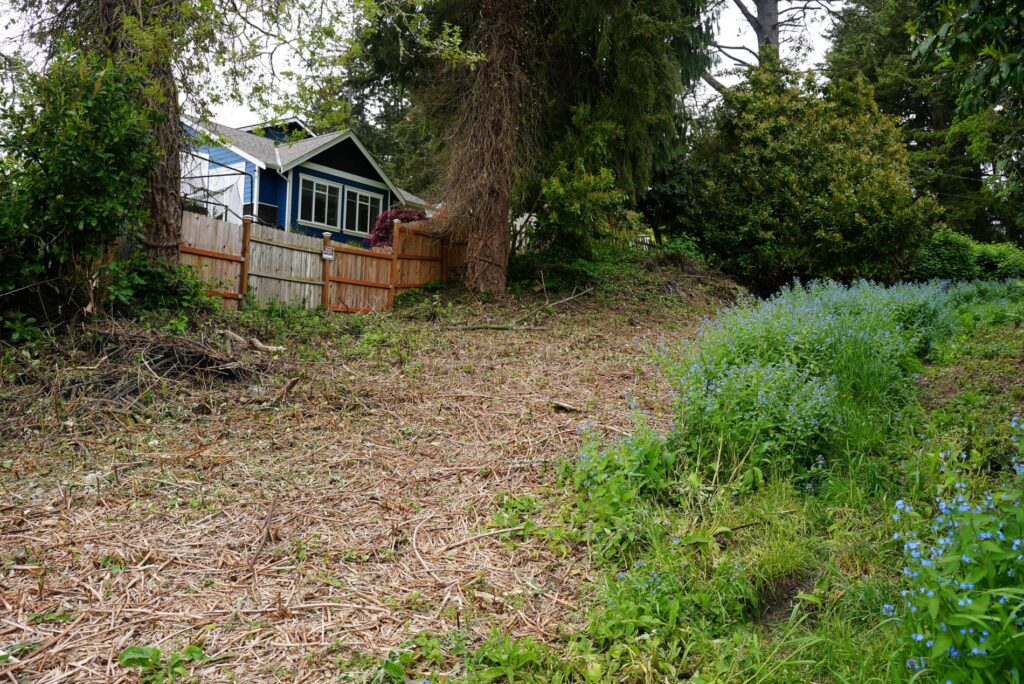 A photo of a cleared wide swath of land where blackberry bushes were cut down and a fence wtih a blue house and white trim in the background. In the foreground green plants with blue flowers are in bloom. Someone cut down the invasive species on this city-owned street-end on Westlake Avenue sometime in the spring 2025.