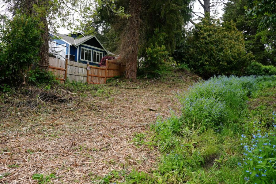 A photo of a cleared wide swath of land where blackberry bushes were cut down and a fence wtih a blue house and white trim in the background. In the foreground green plants with blue flowers are in bloom. Someone cut down the invasive species on this city-owned street-end on Westlake Avenue sometime in the spring 2025.