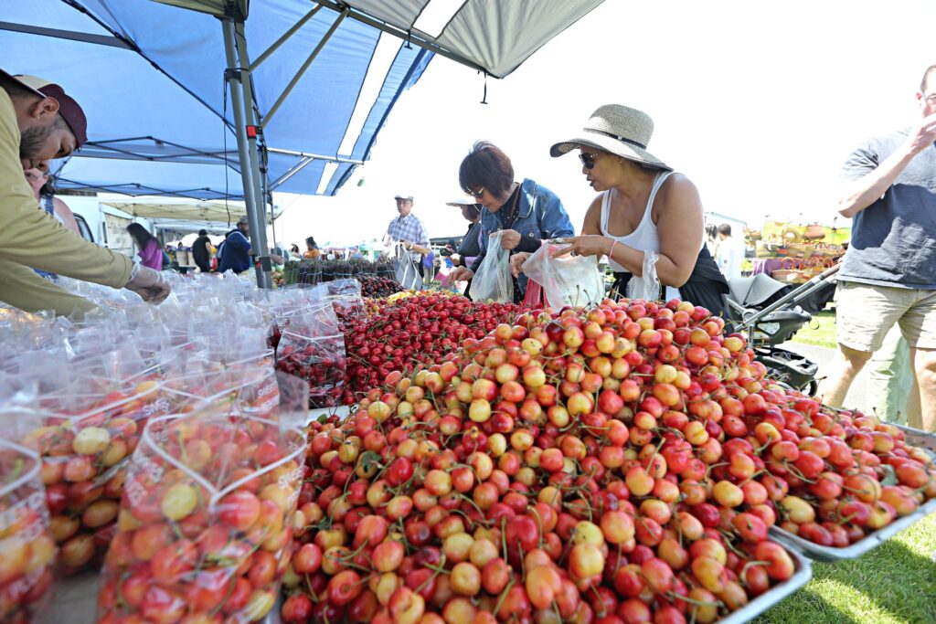 A pile of Rainier cherries are stacked on metal sheets at the outdoor Lakewood Farmers Market. People in the background hold plastic bags they are filling with cherries.