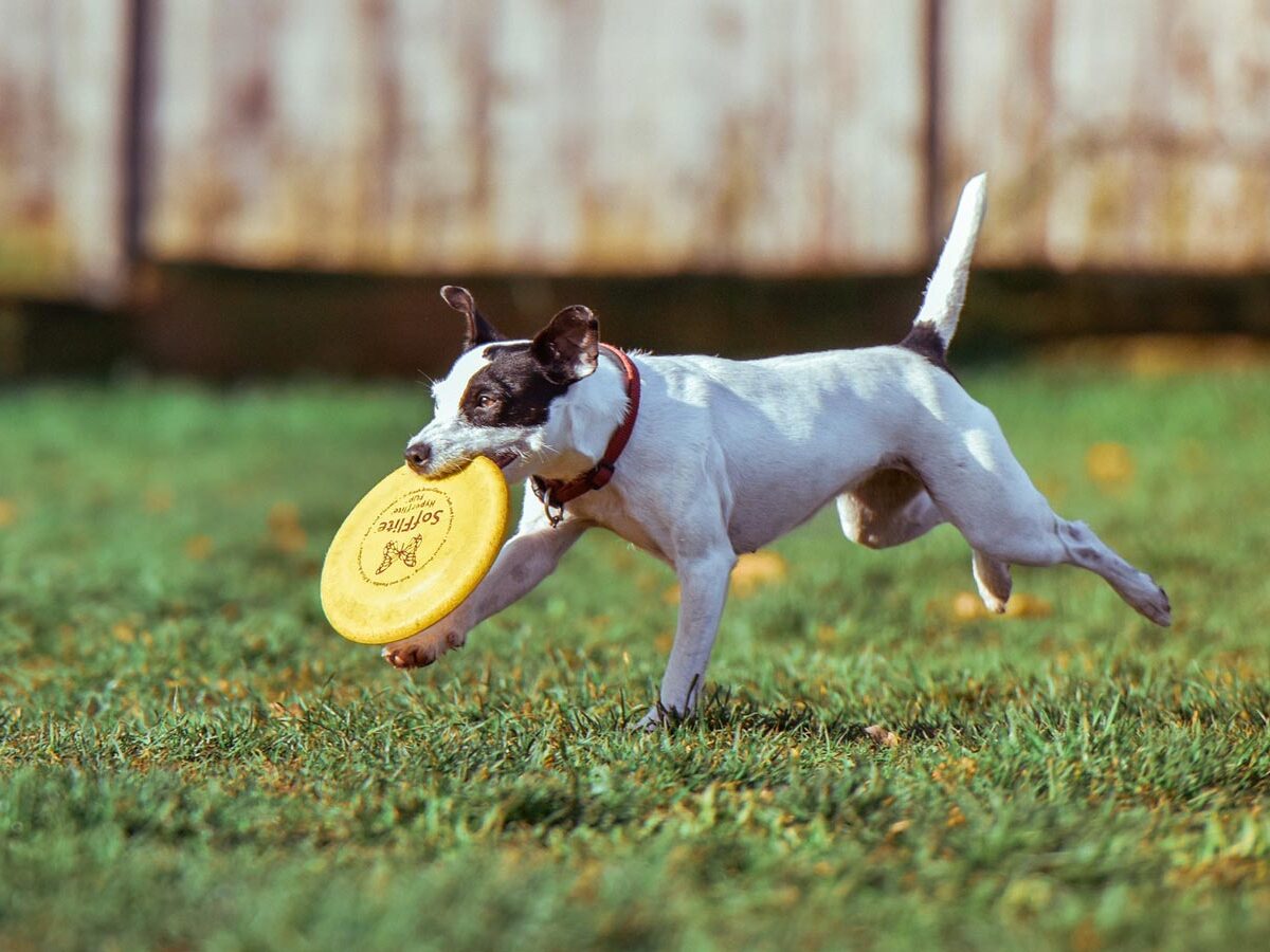Dog Park Lakewood