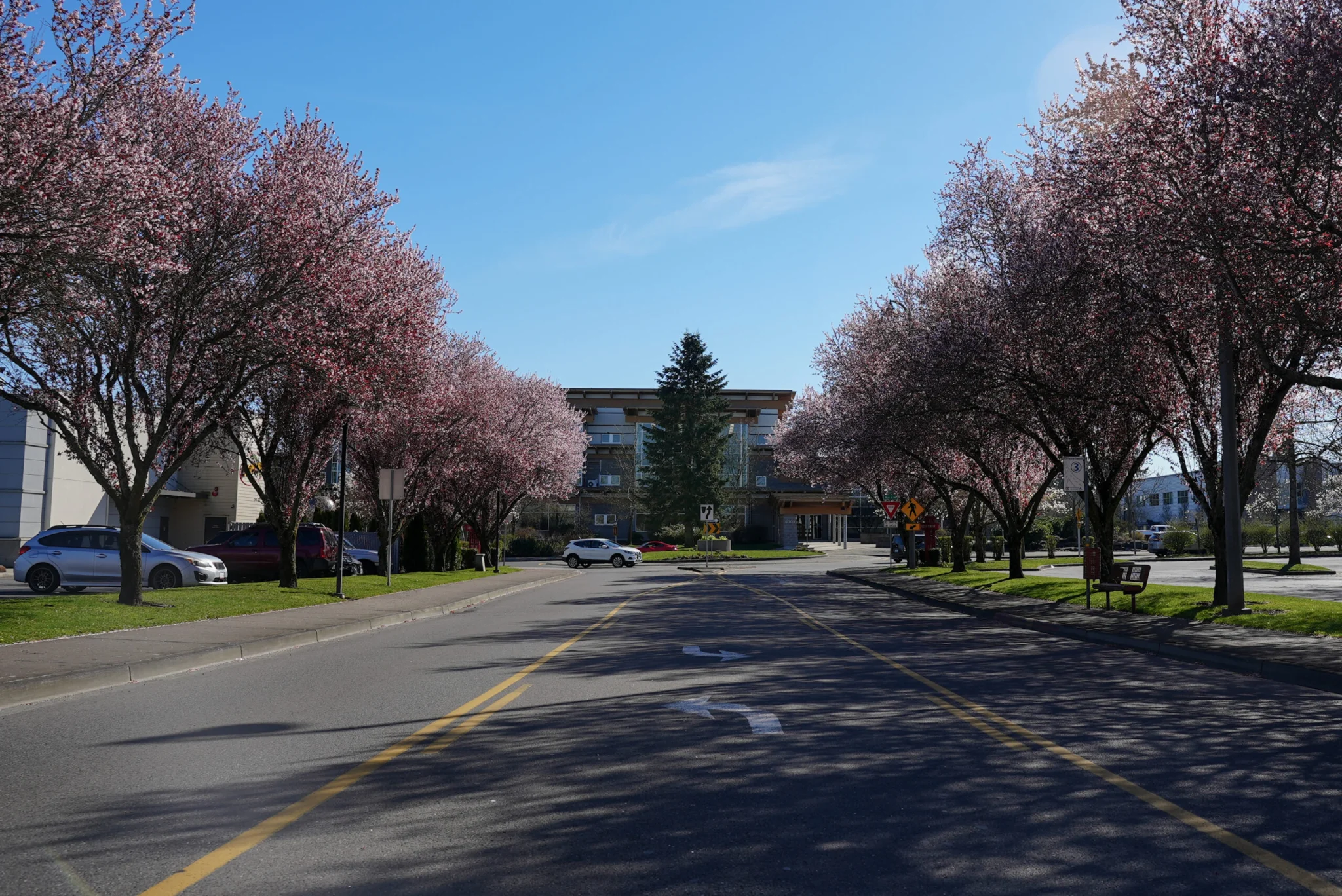 Picture from the middle of street facing City Hall. Cherry trees are blooming on both sides of the street.